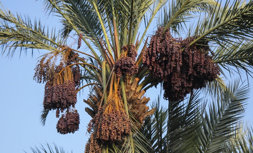 خبر یزد