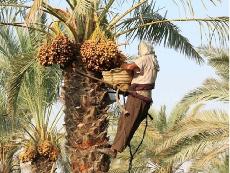 خبر یزد
