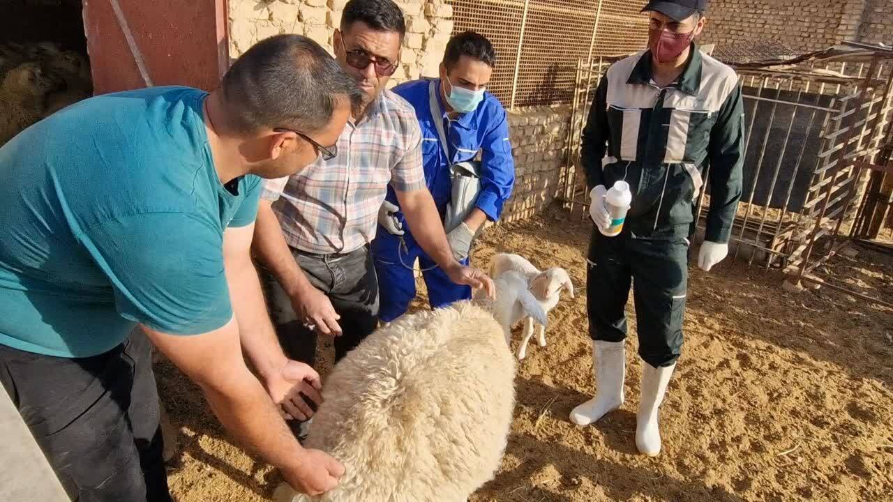 معاینه ۴ هزار راس دام سبک در دهستان دربید