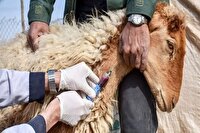 واکسیناسیون بیش از ۶ هزار راس دام سبک ابرکوه