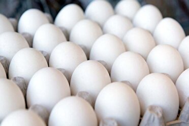 یزد پیشتاز در تولید تخم مرغ کشور