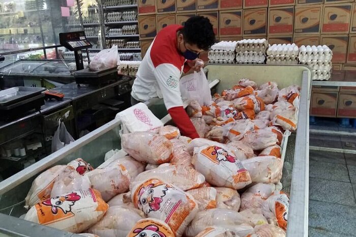 مدیرعامل اتحادیه مرغداران گوشتی علت افزایش قیمت مرغ را اعلام کرد