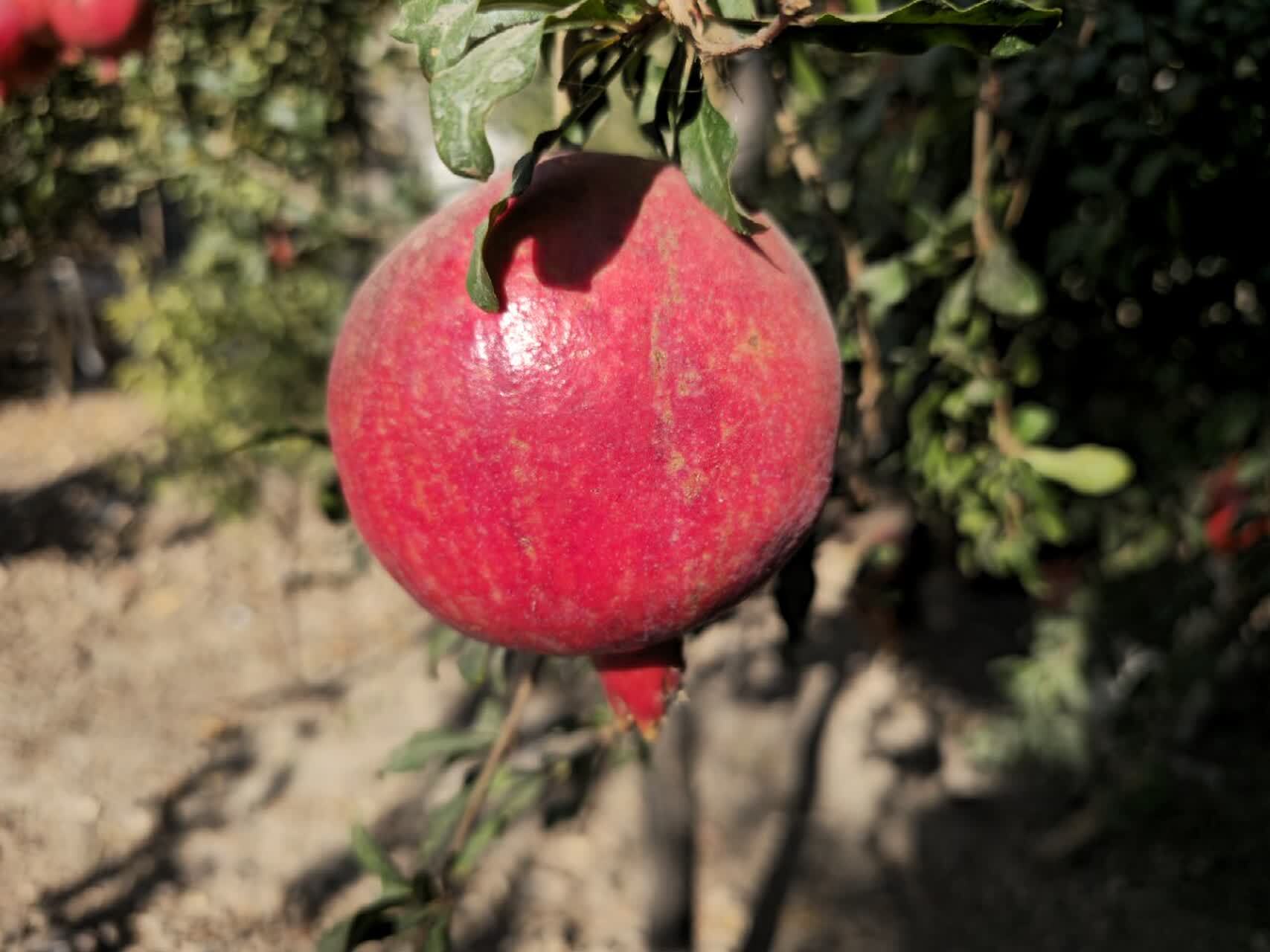 خبر یزد