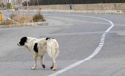 خبر یزد