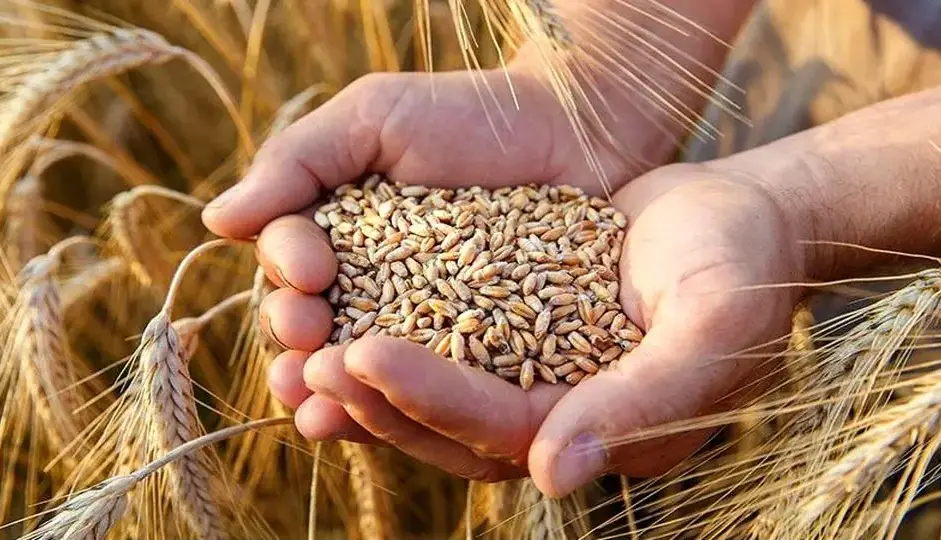 قیمت خرید تضمینی گندم برای سال آینده اعلام شد