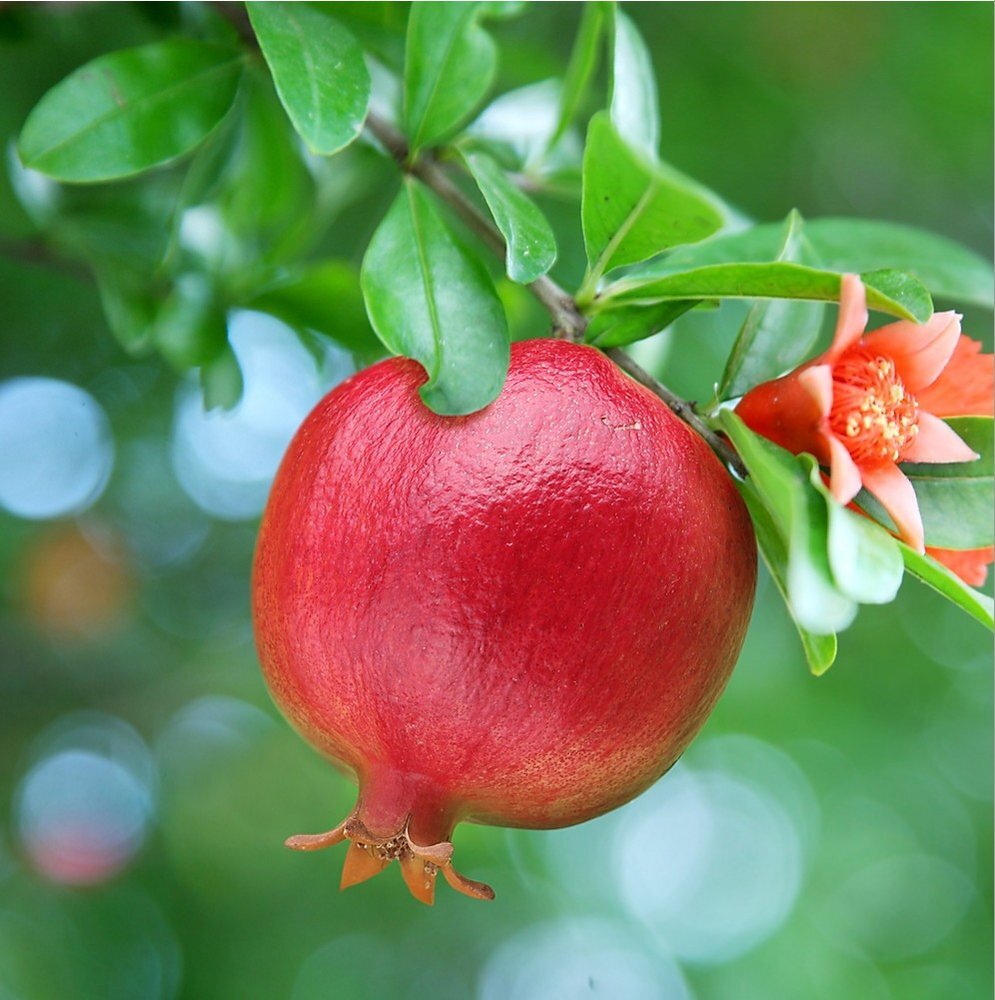 خبر یزد