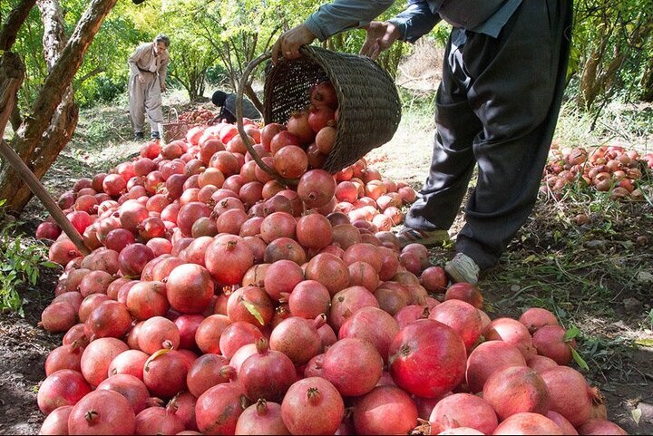 خبر یزد