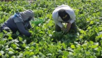 برداشت لوبیا سبز پاییزه در خضرآباد