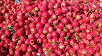 برداشت بیش از هشت هزار تن انار در خاتم
