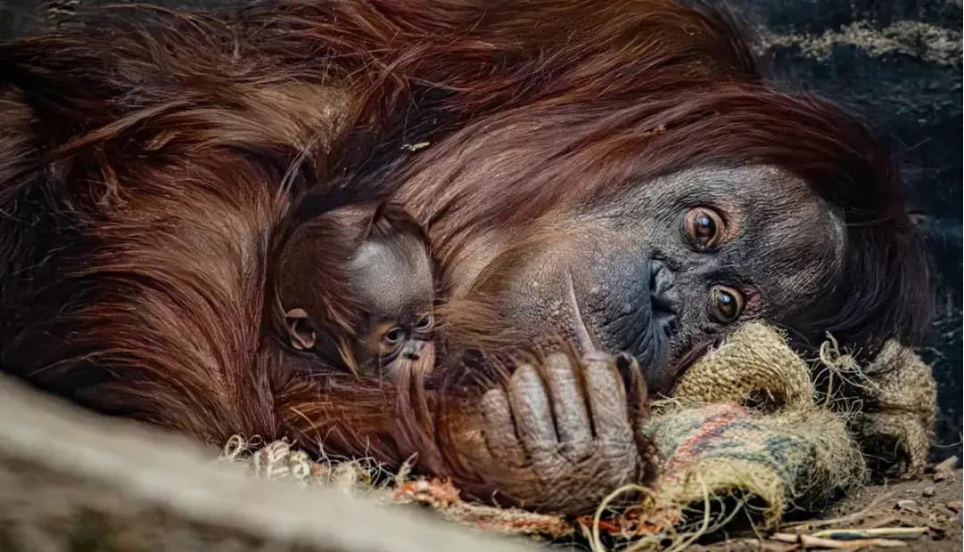 تولد اورانگوتان نادر در باغ‌وحش؛ بارقه امید برای گونه‌ای رو به انقراض