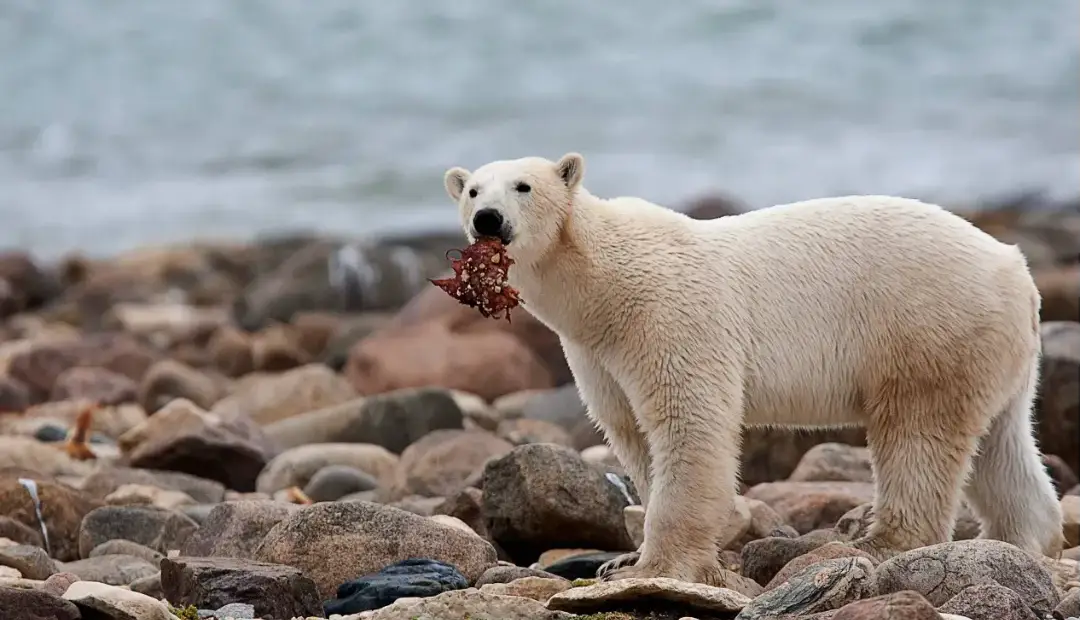 خرس‌های قطبی میلیون‌ها کیلوگرم غذا برای سایر گونه‌های قطبی فراهم می‌کنند