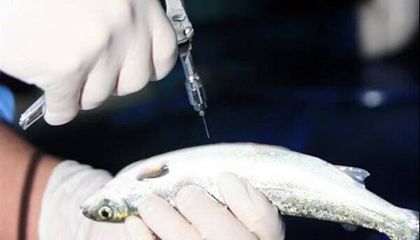 استفاده از واکسن‌های بومی در افزایش مقاومت ماهیان