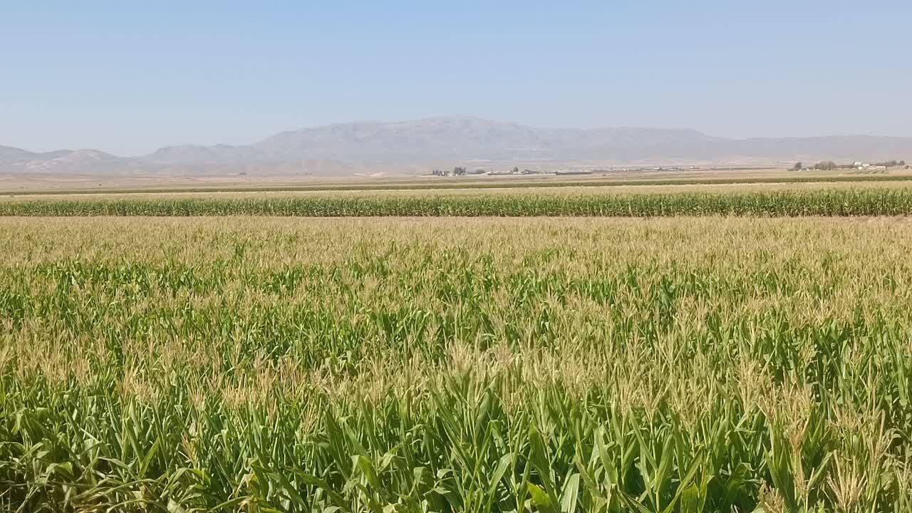 برداشت ذرت در خاتم آغاز شد