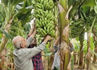 کشت بیش از ۵۰ هزار مترمربع موز در گلخانه‌های یزد