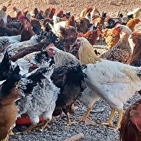 کارآفرینی خانواده یزدی که نژاد مرغ بومی را متحول کرد