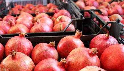 عراق خریدار ۸۵ درصد از انار صادراتی ایران