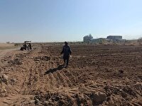 کشت کلزا در شهرستان زارچ، زمینه‌ساز توسعه کشاورزی و ارتقای درآمد کشاورزان