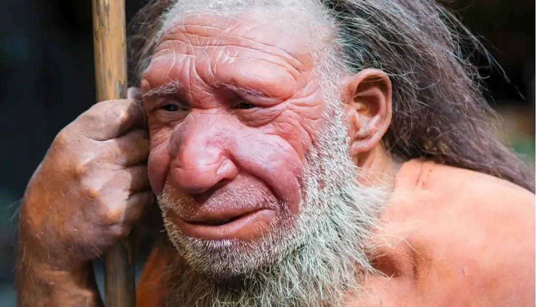 رد باوری قدیمی؛ بینی بزرگ نئاندرتال‌ها برای سازگاری با سرما تکامل نیافته بود