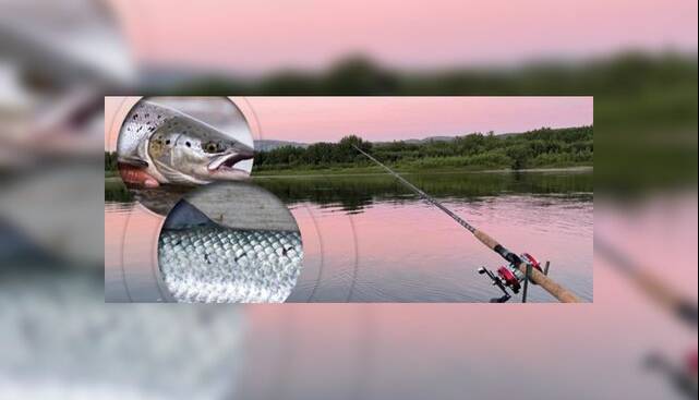 این فناوری جدید، ماهی آزاد را از ماهی پرورشی تشخیص می‌دهد