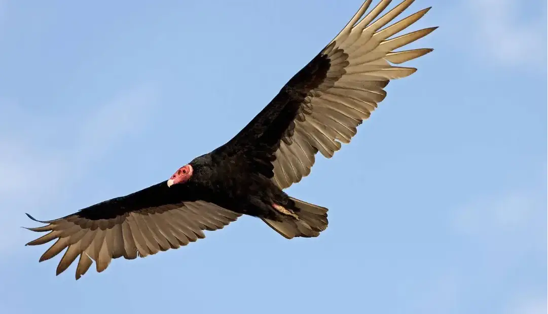 آیا کرکس‌ها واقعاً در انتظار مرگ طعمه به دور آن می‌چرخند؟