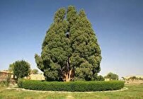سرو ابرکوه، همچنان زنده و سرحال