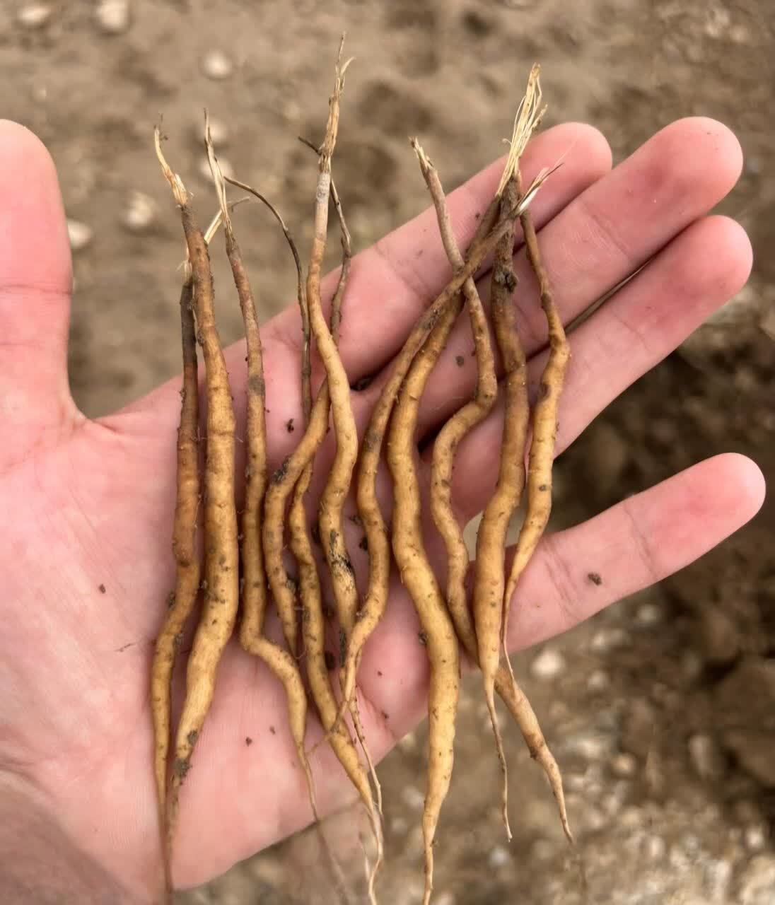 آغاز طرح ایجاد باغ‌های آنغوزه در استان یزد