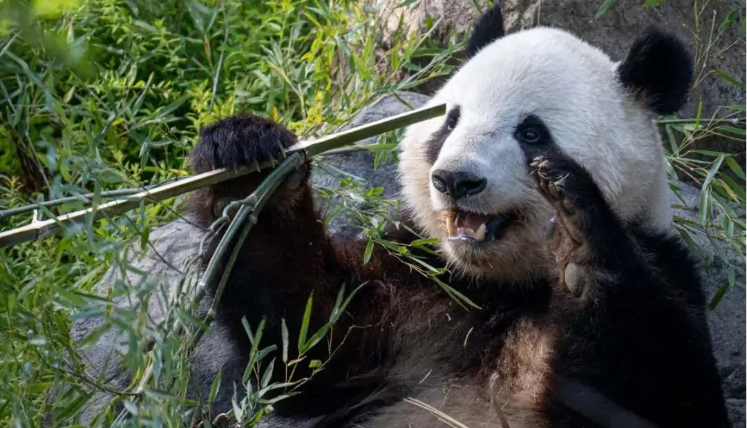 خرس‌های تنبل باهوش‌تر از تصور ما؛ برای نخستین‌بار استفاده پانداها از ابزار مشاهده شد