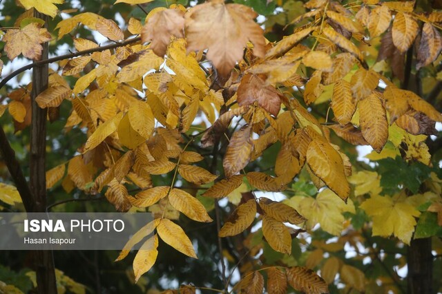 آخرین وضعیت بارندگی در استان یزد