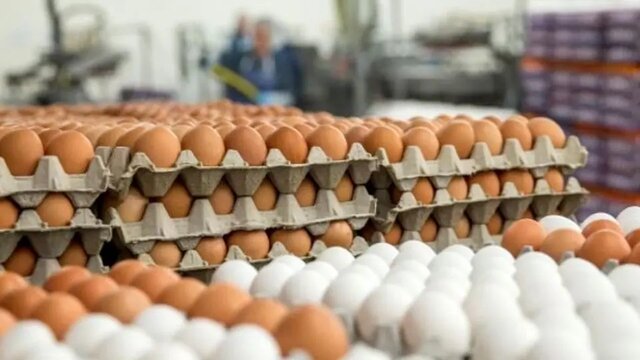 انتقاد سخنگوی اتاق اصناف از عملکرد ضعیف وزارت جهاد؛ تخم‌مرغ ۱۰۰ درصد گران شد!