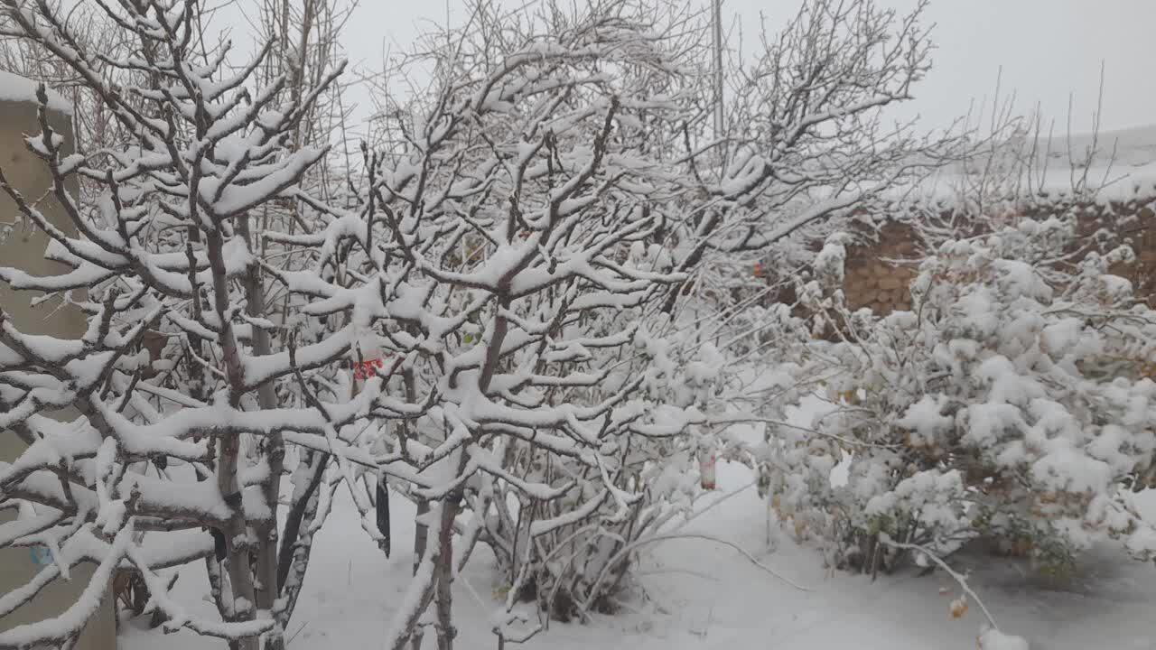 سفید پوش شدن استان یزد