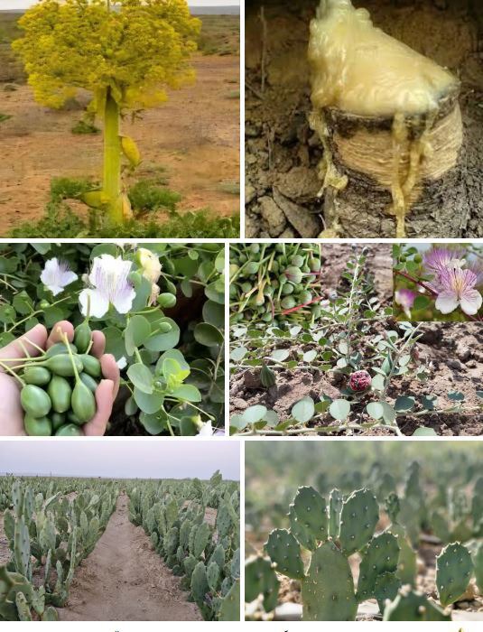 بهره گیری از گیاهان پرکاربرد، اقتصادی و کم آبخواه در یزد