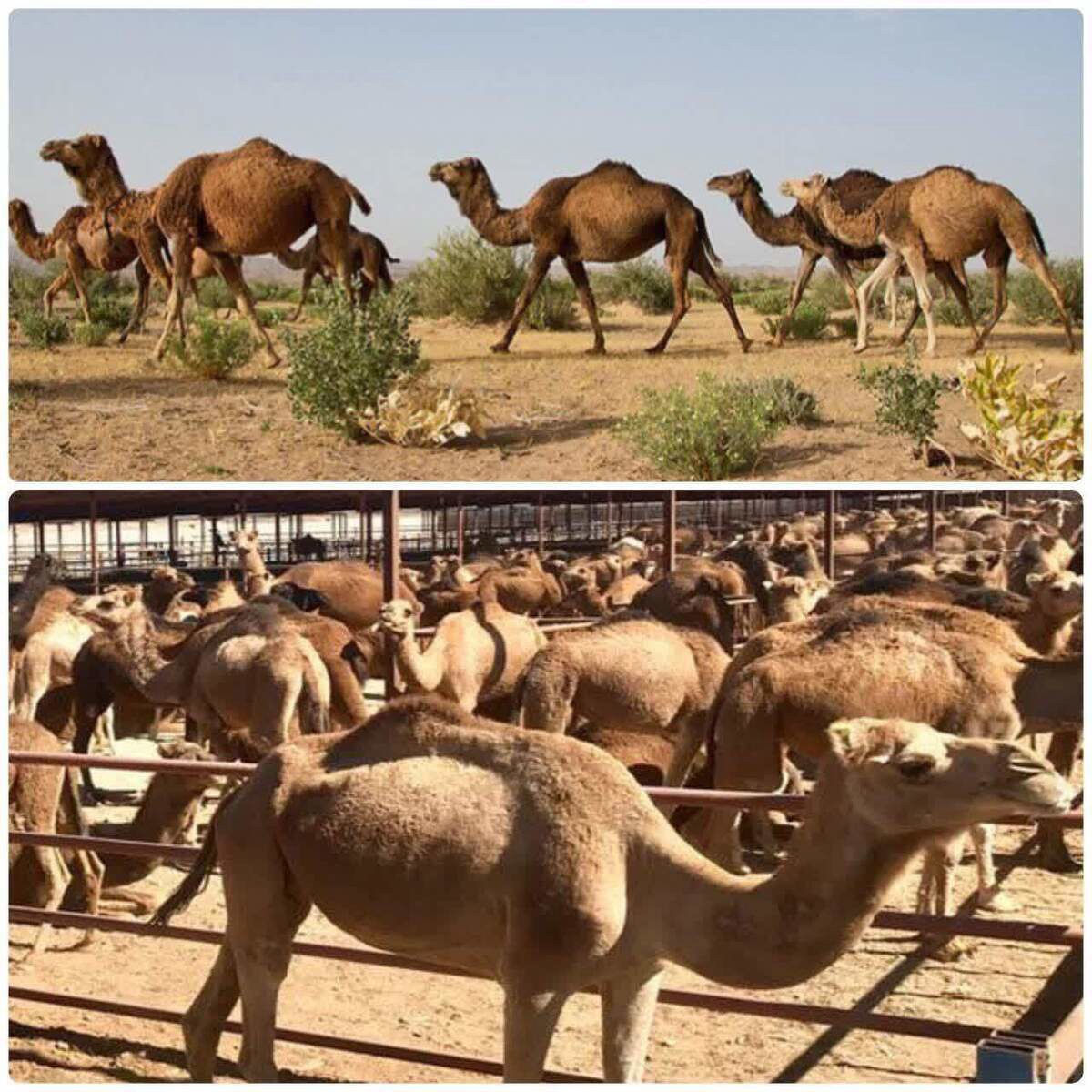 پرورش اکولوژیک شتر؛ از تهدید زیست‌محیطی تا نسخه احیای مراتع یزد