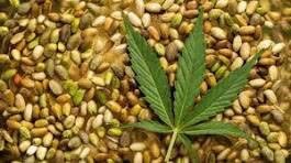 کشف بذر شاهدانه قاچاق در مهریز