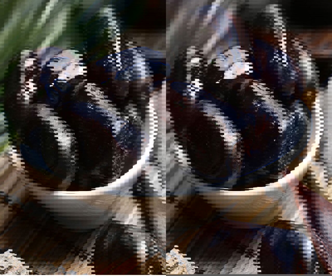 توزیع ۱۰ تن رطب مضافتی تنظیم بازار در ۳۵ مرکز عرضه مستقیم یزد آغاز شد