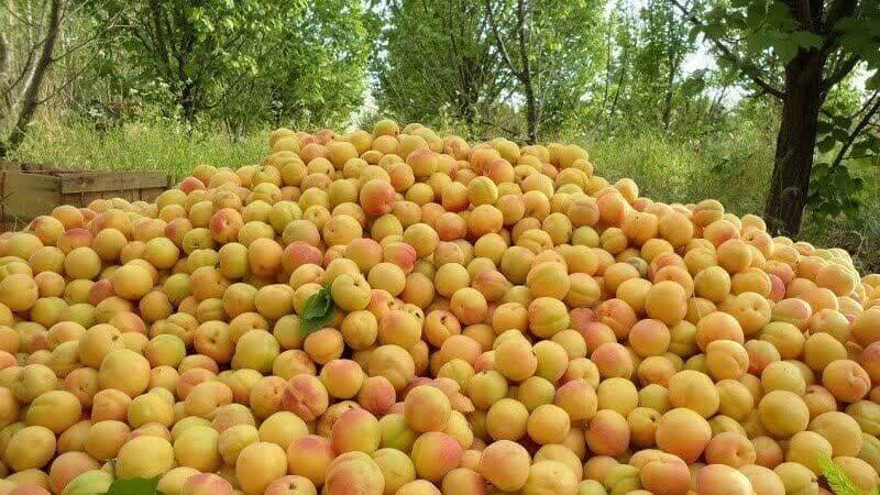 پیش‌بینی برداشت بیش از ۱۵ هزار تن زردآلو از باغات خاتم