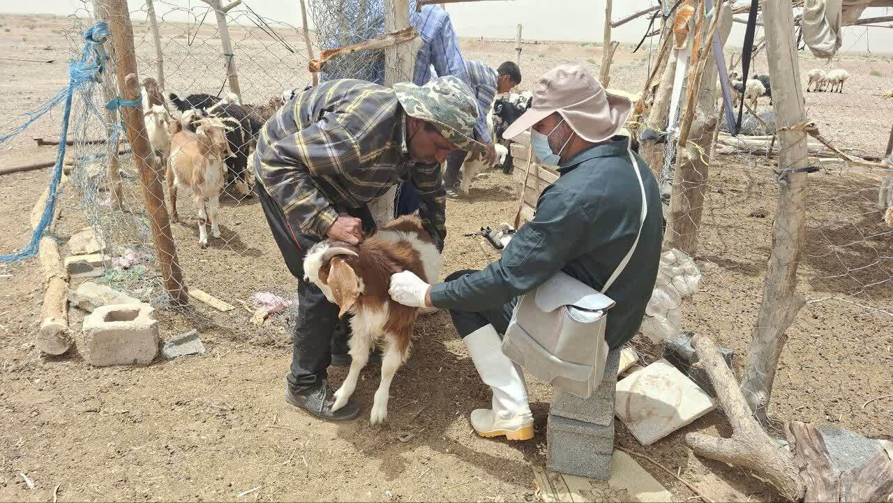 آغاز طرح واکسیناسیون تب مالت دام‌ها در خاتم