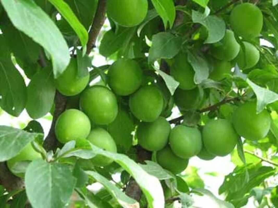 خبر یزد