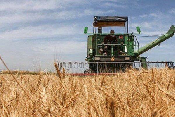 پیش‌بینی برداشت ۱۰ هزار تن گندم در ابرکوه