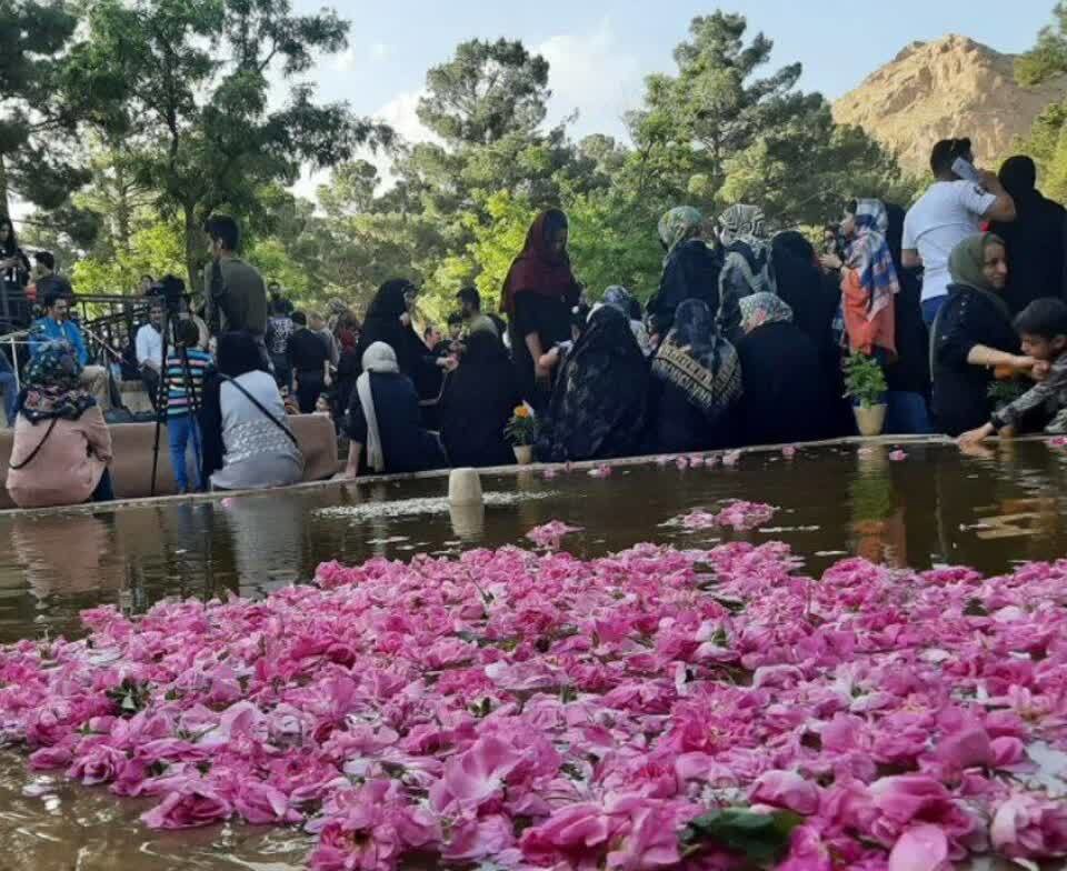 آغاز جشنواره گل محمدی در منشاد