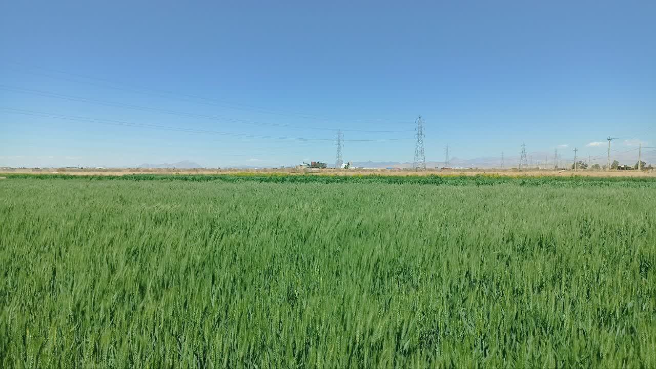 خبر یزد