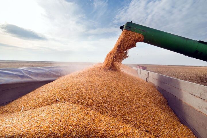 وضعیت مطلوب ذخیره‌سازی گندم و آرد در استان یزد