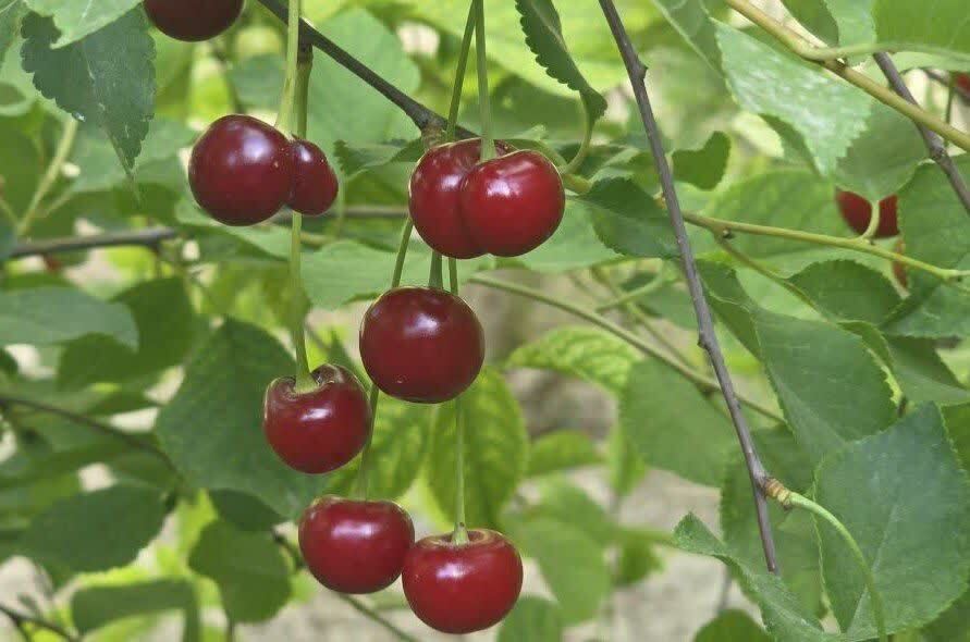 خبر یزد