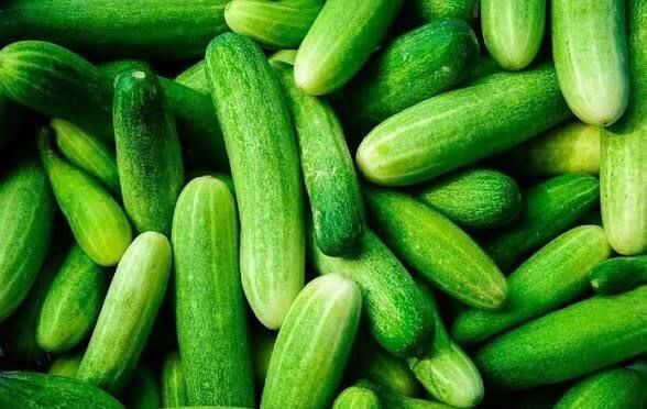 پیش بینی برداشت ۳۰ تن خیار از مراغ خضرآباداستان یزد