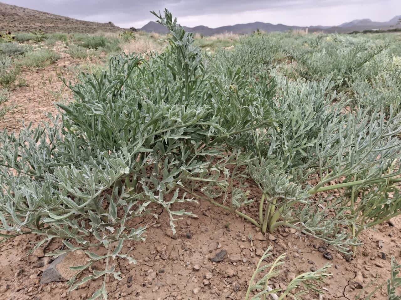 کشت دیم گیاهان مرتعی بومی در اراضی کشاورزی یزد؛ الگویی اقتصادی الهام‌گرفته از طبیعت