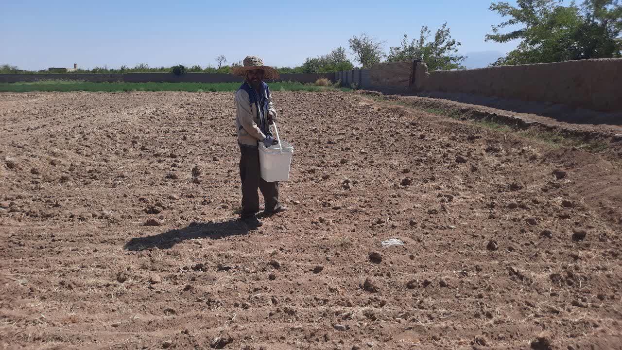 آغاز اجرای طرح ملی الگوسازی کشت پنبه در زارچ