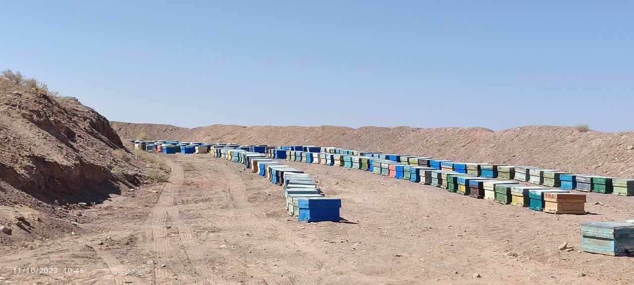 خبر یزد