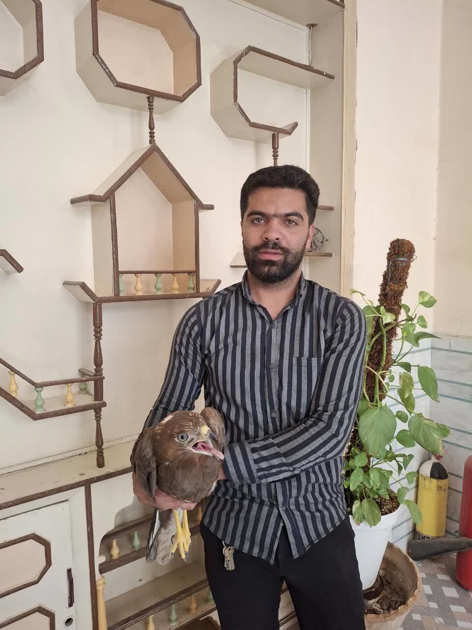 نجات سارگپه آسیب‌دیده به همت شهروند طبیعت‌دوست اردکانی
