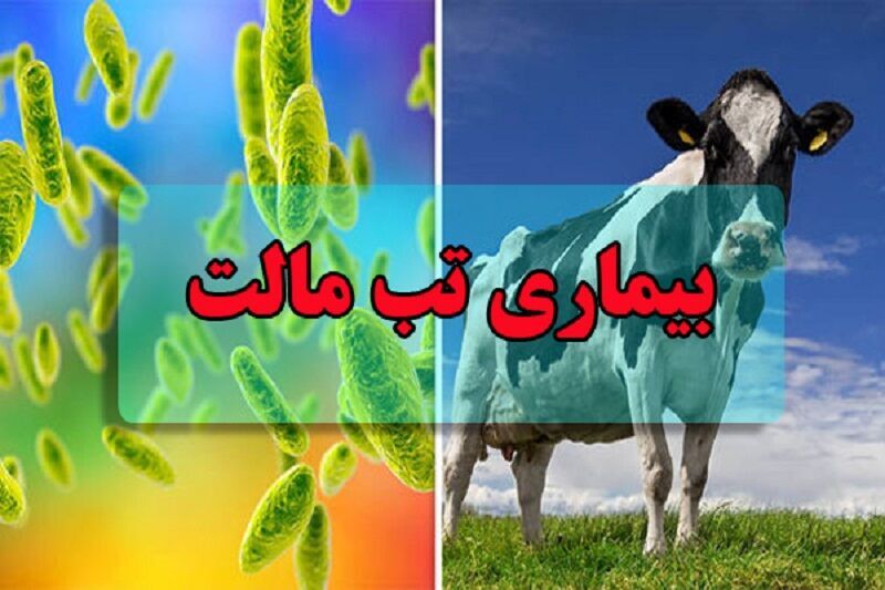 خبر یزد