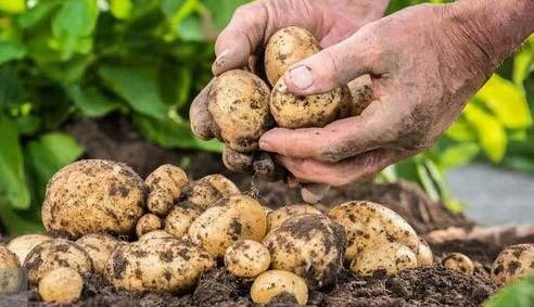 افزایش مصرف داخلی، صادرات سیب‌زمینی را تا پایان سال متوقف کرد