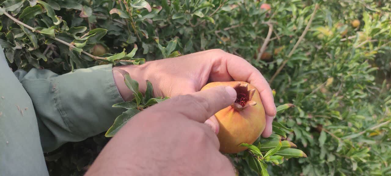 پایش میدانی آفت کرم گلوگاه انار در میبد